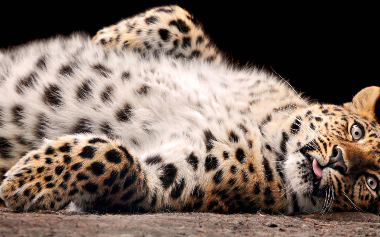 Tired Leopard wallpaper 1280x800