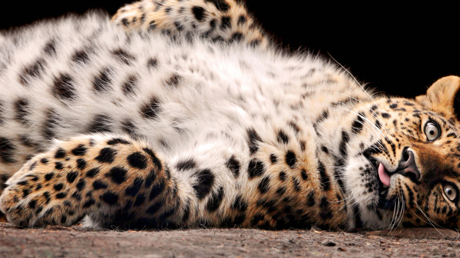 Tired Leopard wallpaper 1600x900
