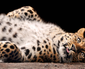 Tired Leopard wallpaper 176x144