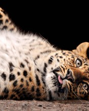 Das Tired Leopard Wallpaper 176x220