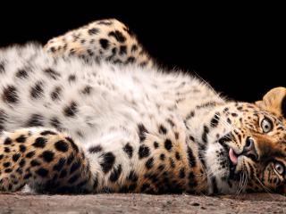 Tired Leopard wallpaper 320x240