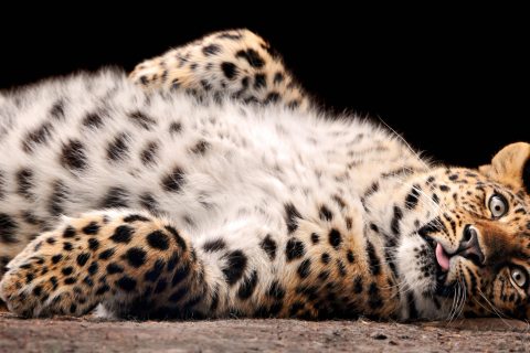 Das Tired Leopard Wallpaper 480x320