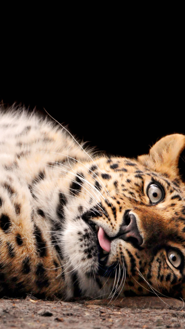 Tired Leopard screenshot #1 640x1136