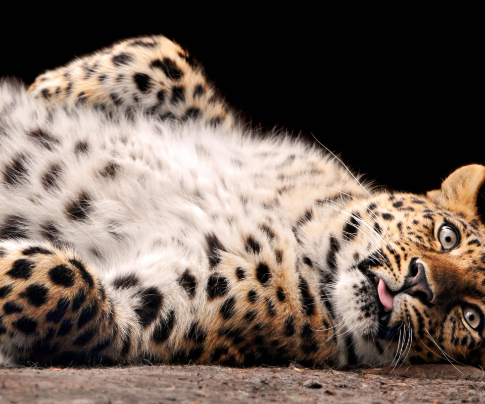 Tired Leopard screenshot #1 960x800