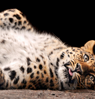 Tired Leopard - Obrázkek zdarma pro 1024x1024