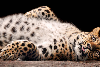 Tired Leopard Wallpaper for Android, iPhone and iPad