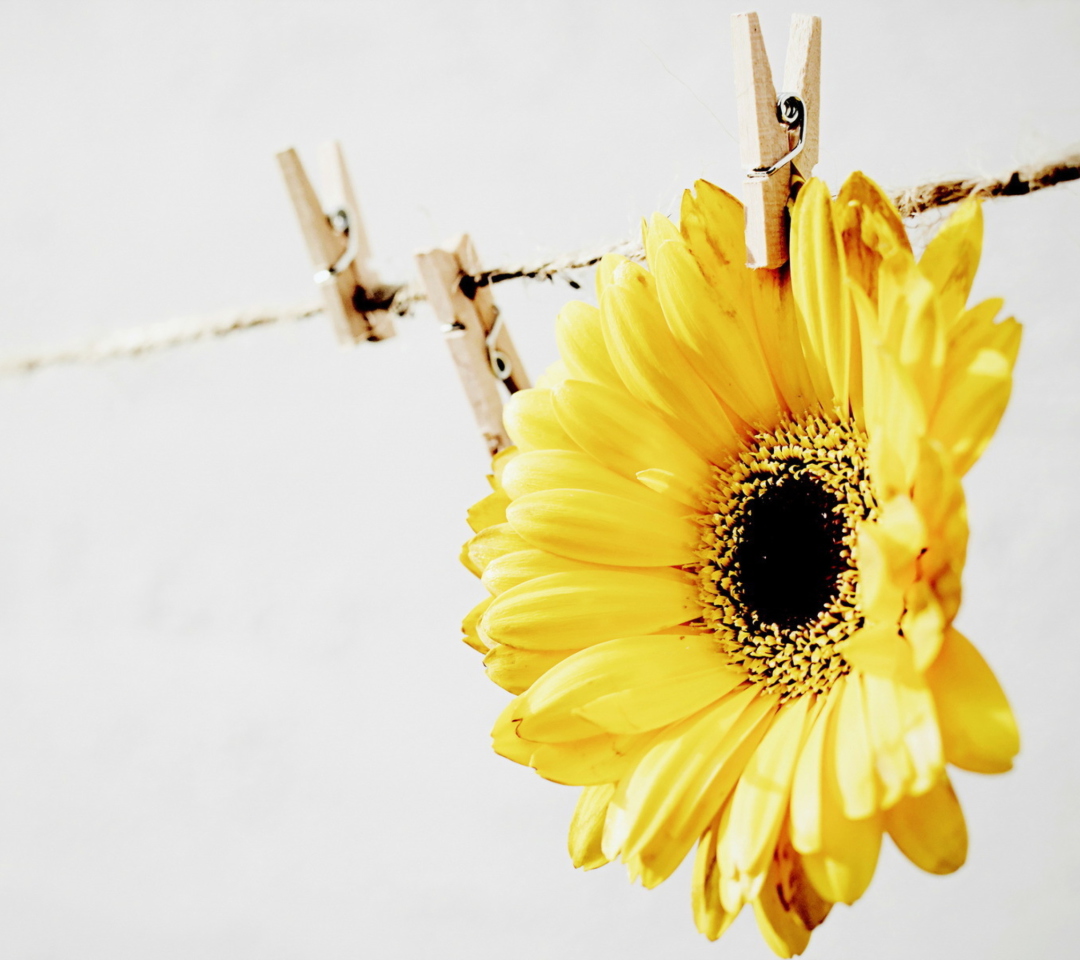 Golden-Daisy With Pin wallpaper 1080x960