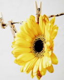 Golden-Daisy With Pin wallpaper 128x160