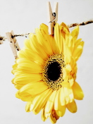 Golden-Daisy With Pin screenshot #1 132x176
