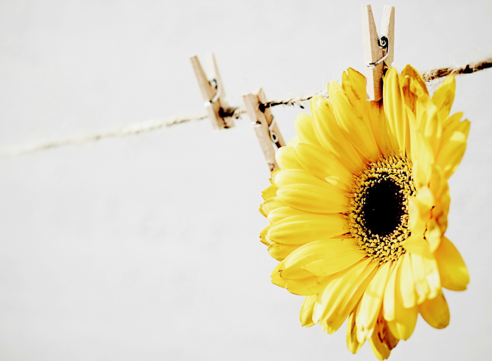 Обои Golden-Daisy With Pin 1920x1408