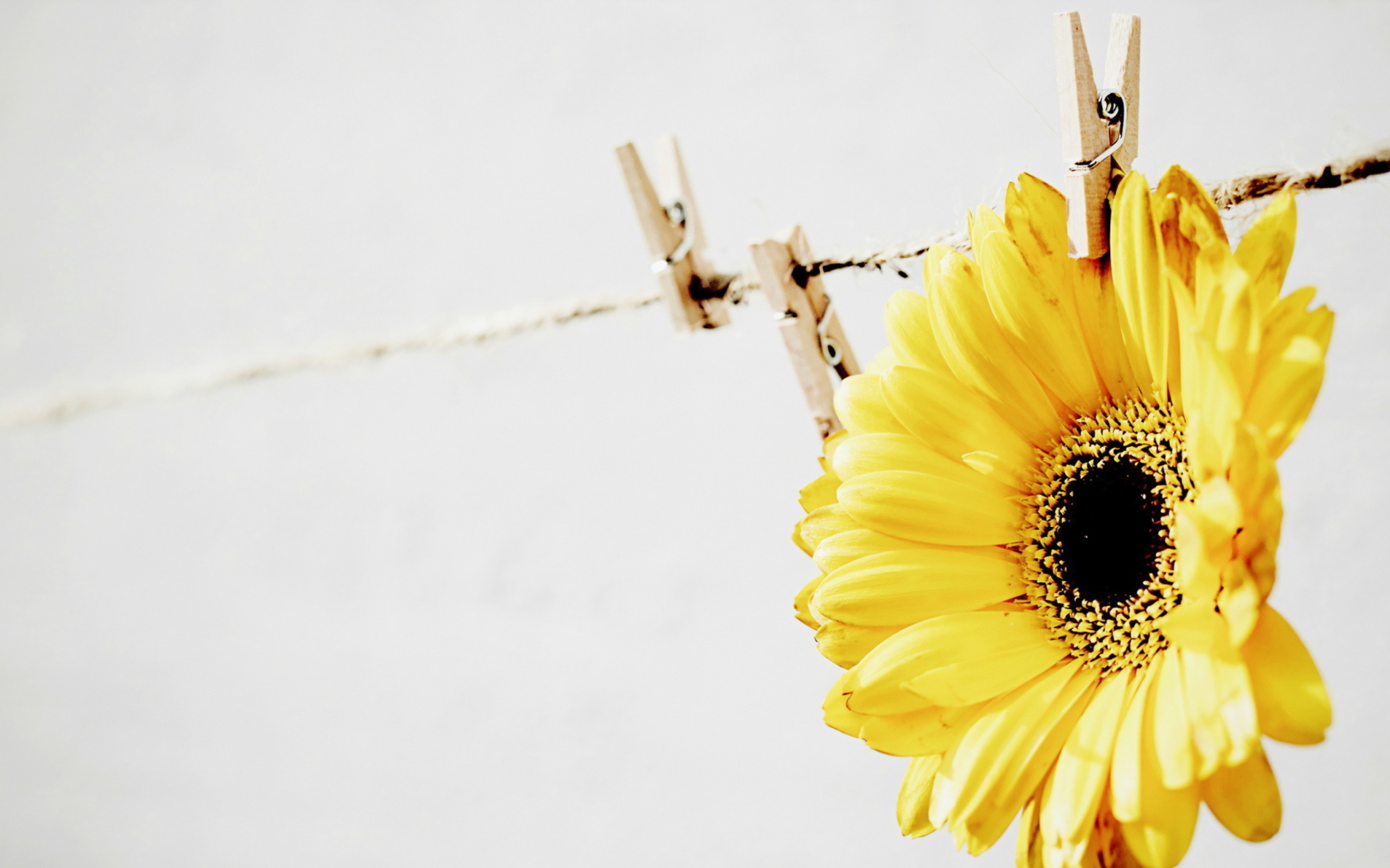 Golden-Daisy With Pin wallpaper 2560x1600