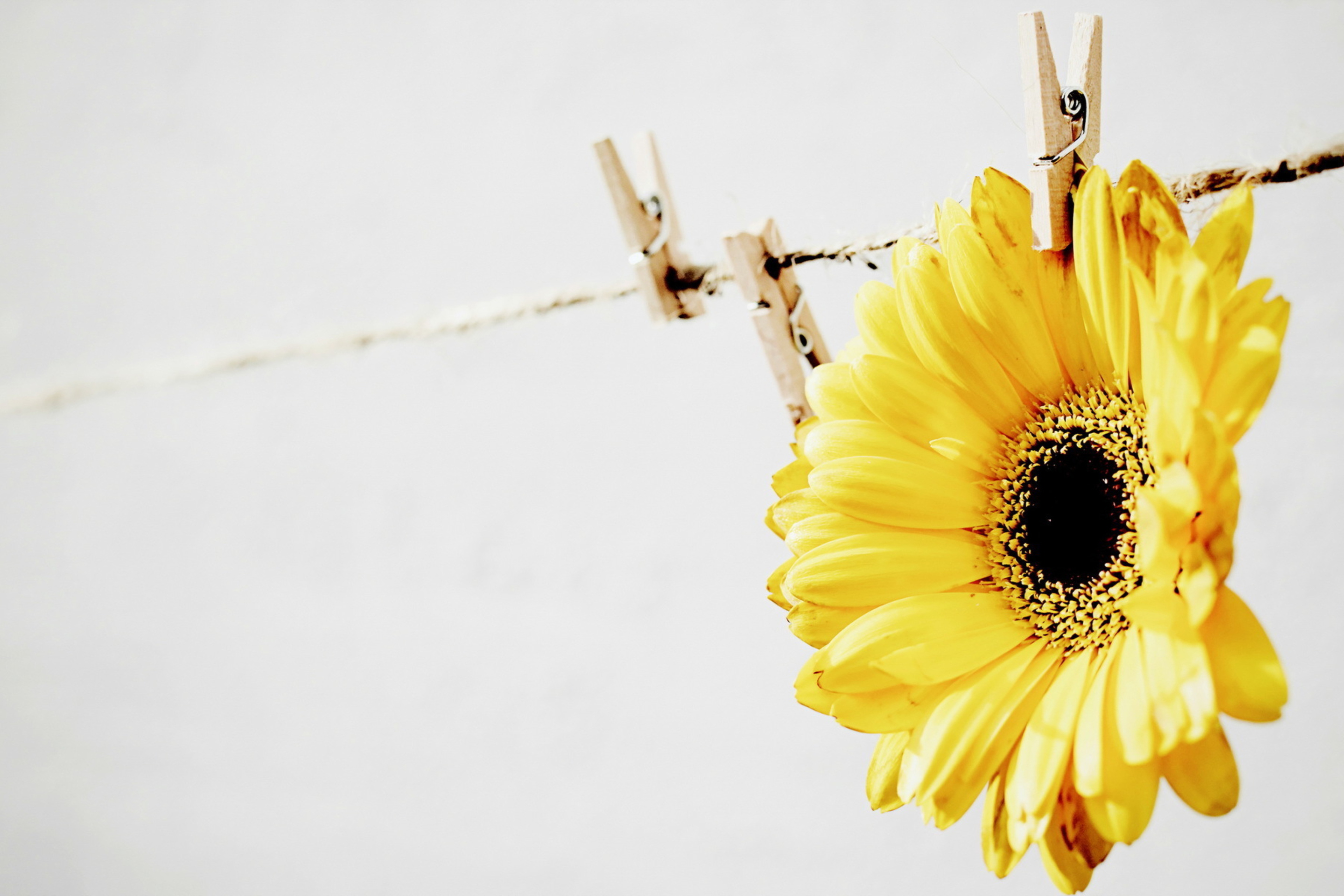 Golden-Daisy With Pin wallpaper 2880x1920