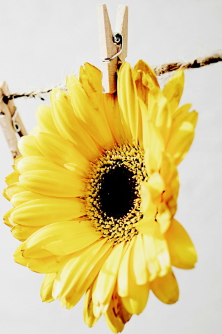 Golden-Daisy With Pin wallpaper 320x480