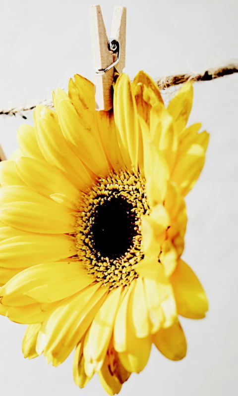 Golden-Daisy With Pin wallpaper 480x800