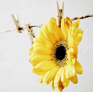 Golden-Daisy With Pin - Fondos de pantalla gratis para 208x208