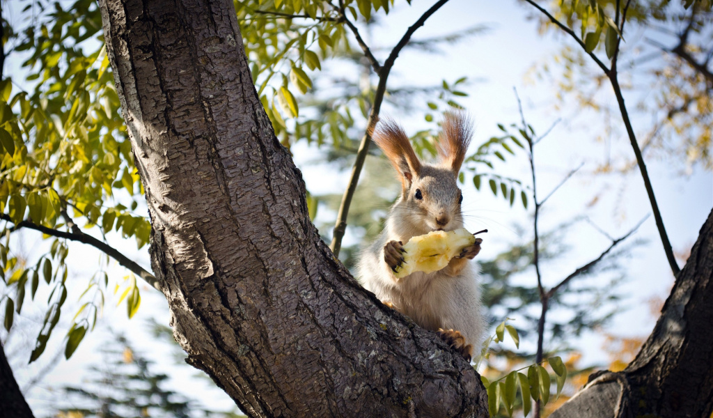 Fondo de pantalla Squirrel sits on tree bark 1024x600