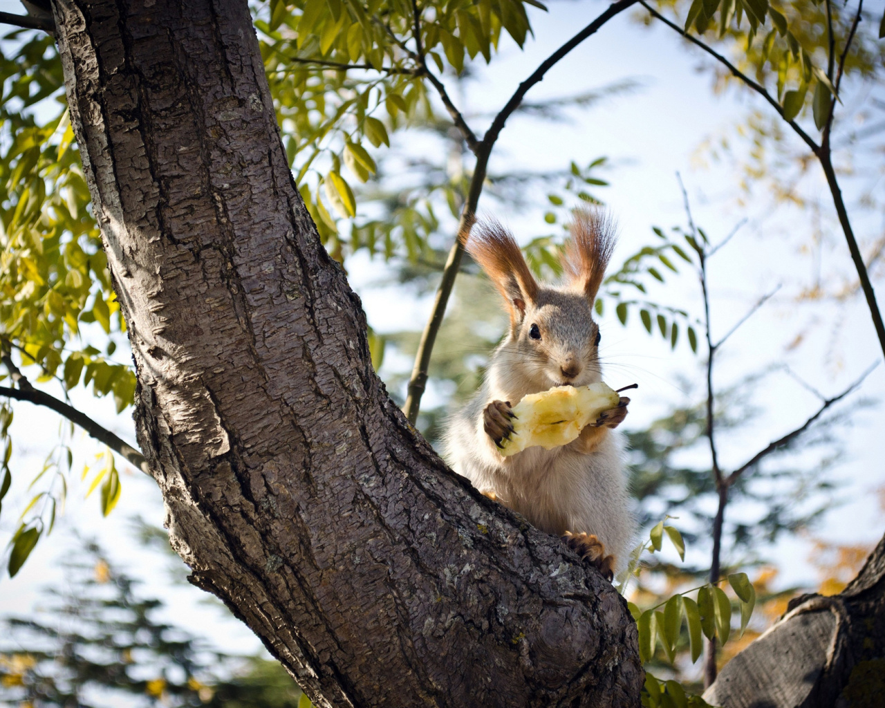 Обои Squirrel sits on tree bark 1280x1024