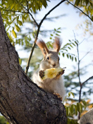 Sfondi Squirrel sits on tree bark 132x176