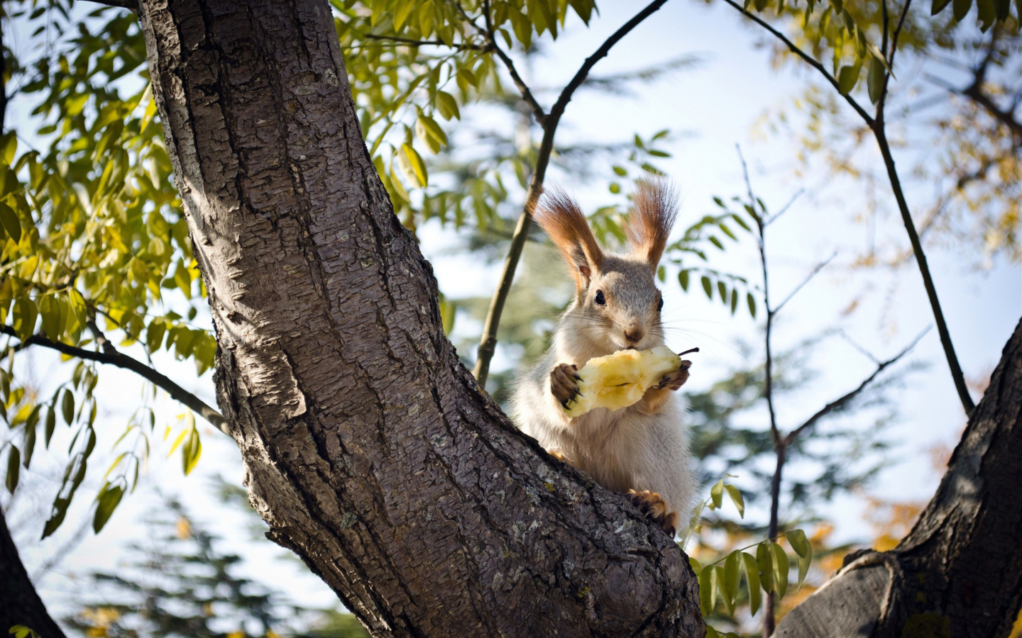 Screenshot №1 pro téma Squirrel sits on tree bark 1440x900