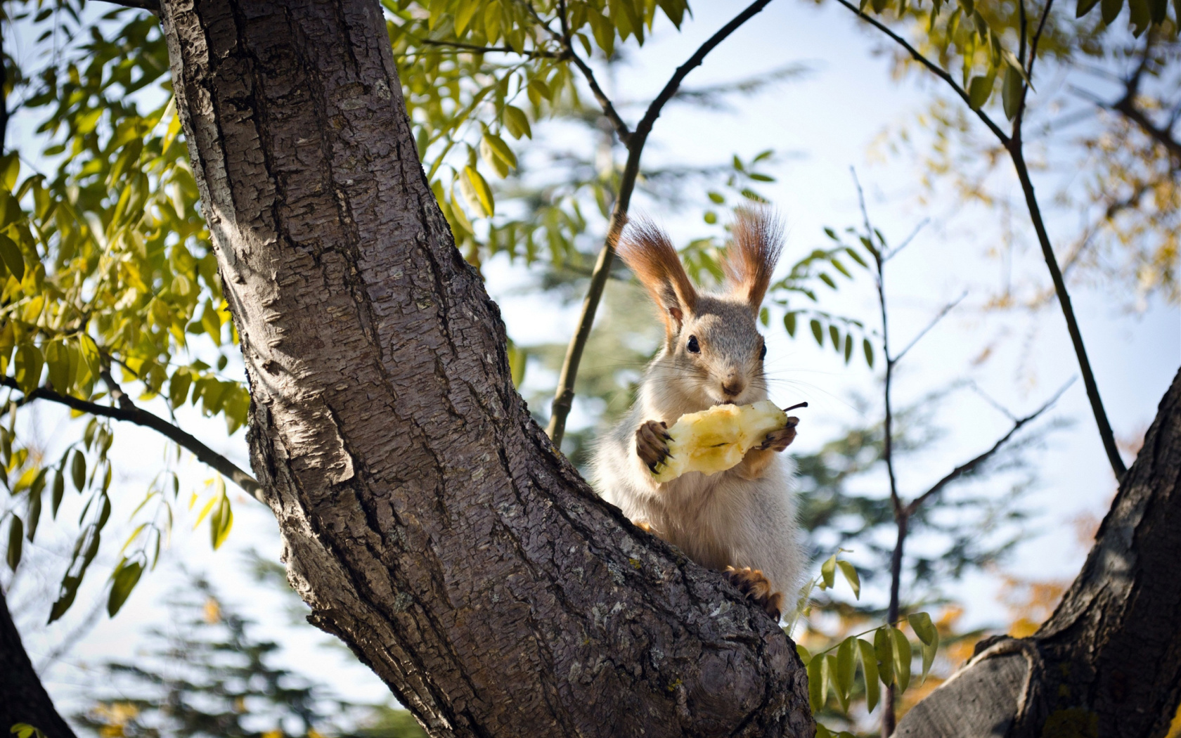 Обои Squirrel sits on tree bark 1680x1050