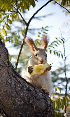 Sfondi Squirrel sits on tree bark 240x400