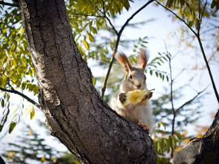 Обои Squirrel sits on tree bark 320x240
