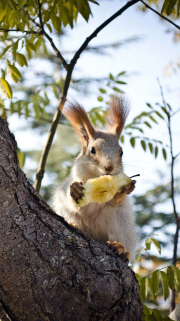 Screenshot №1 pro téma Squirrel sits on tree bark 360x640