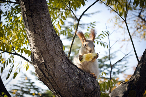 Обои Squirrel sits on tree bark 480x320