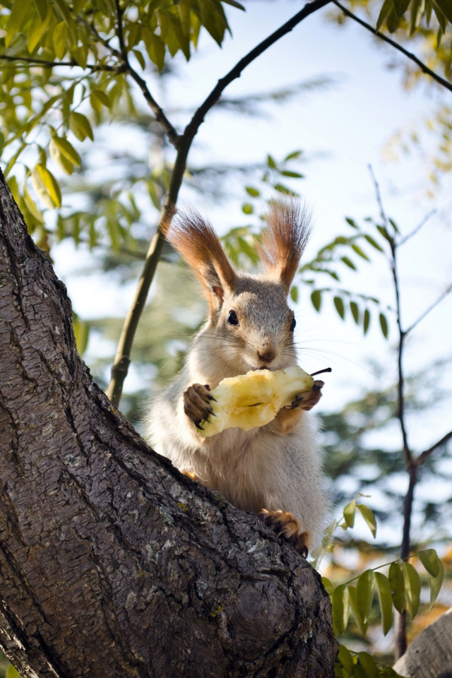 Обои Squirrel sits on tree bark 640x960