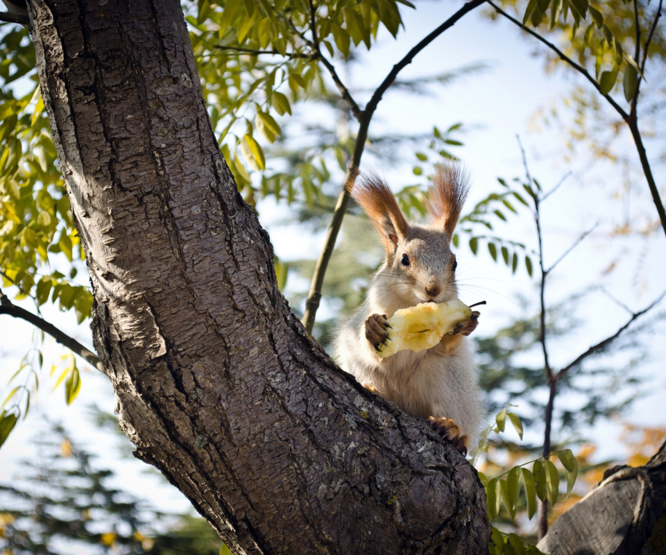 Обои Squirrel sits on tree bark 960x800