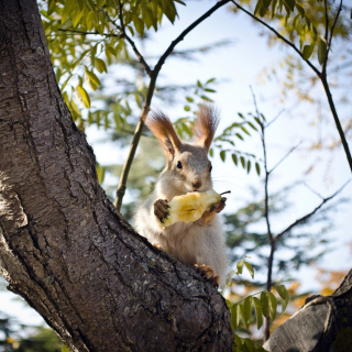 Squirrel sits on tree bark sfondi gratuiti per 2048x2048