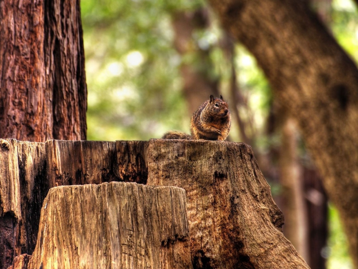 Das Fat Squirrel Wallpaper 1152x864