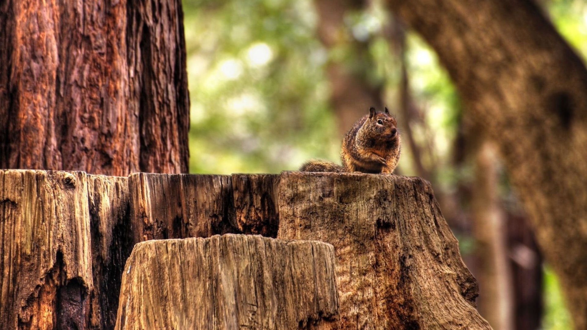 Fat Squirrel wallpaper 1920x1080