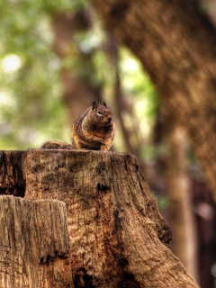 Fat Squirrel wallpaper 240x320