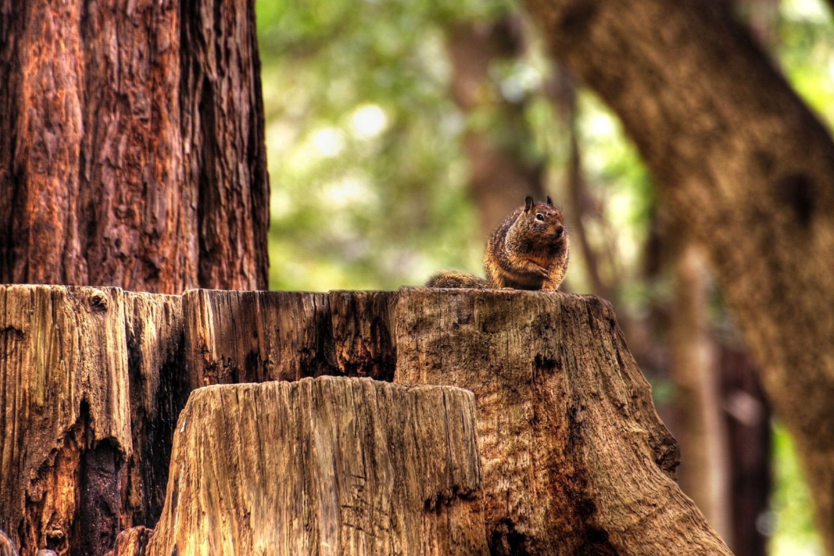 Fondo de pantalla Fat Squirrel 2880x1920