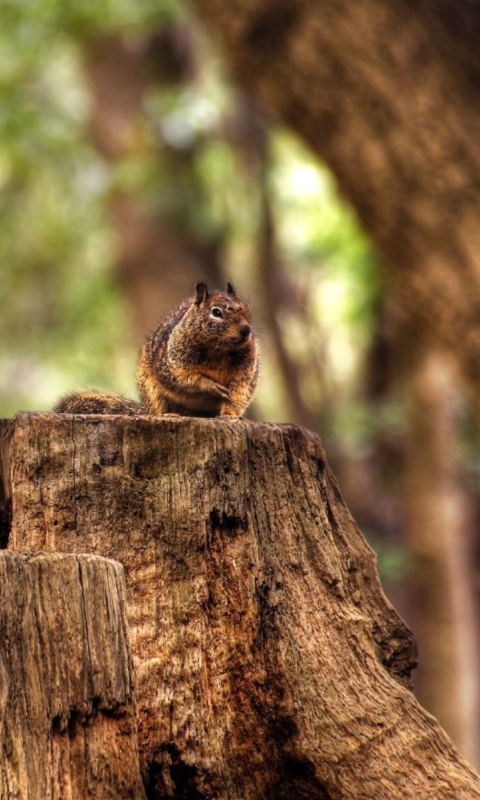 Sfondi Fat Squirrel 480x800