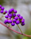 Purple Berries screenshot #1 128x160