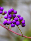 Fondo de pantalla Purple Berries 132x176