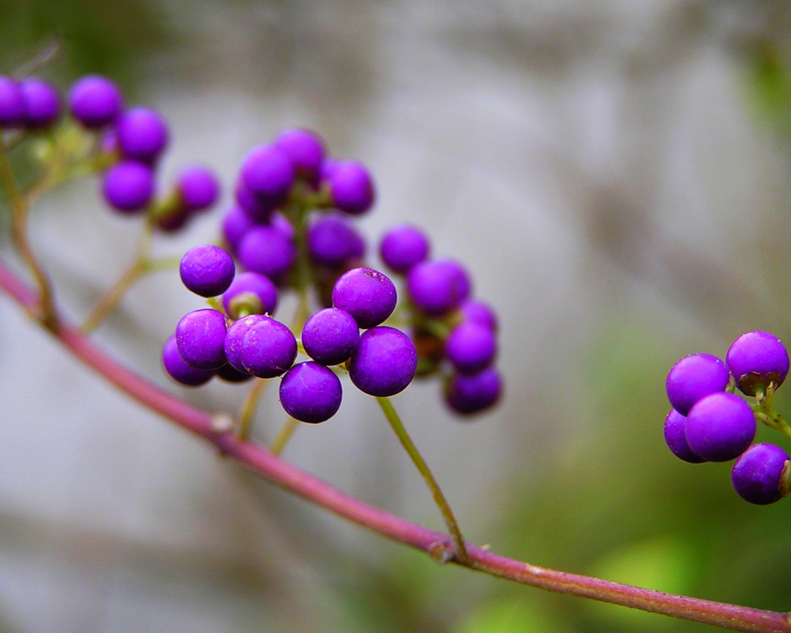 Purple Berries wallpaper 1600x1280