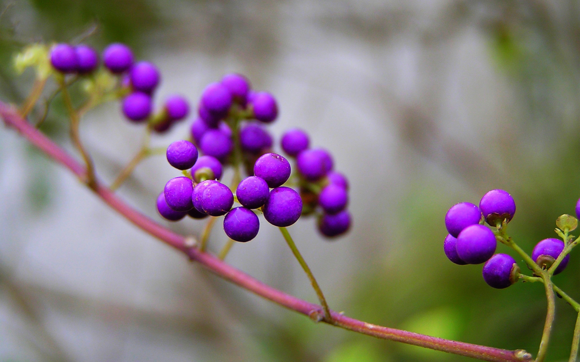 Purple Berries wallpaper 1920x1200