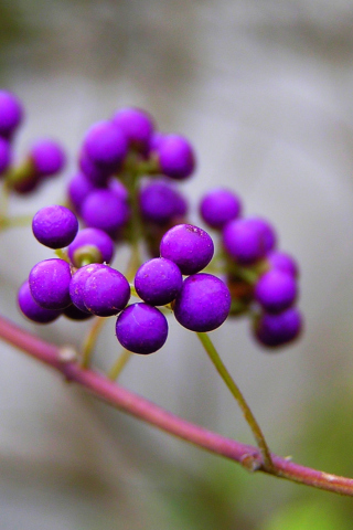 Sfondi Purple Berries 320x480