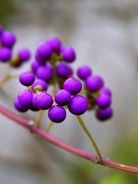 Purple Berries screenshot #1 480x640