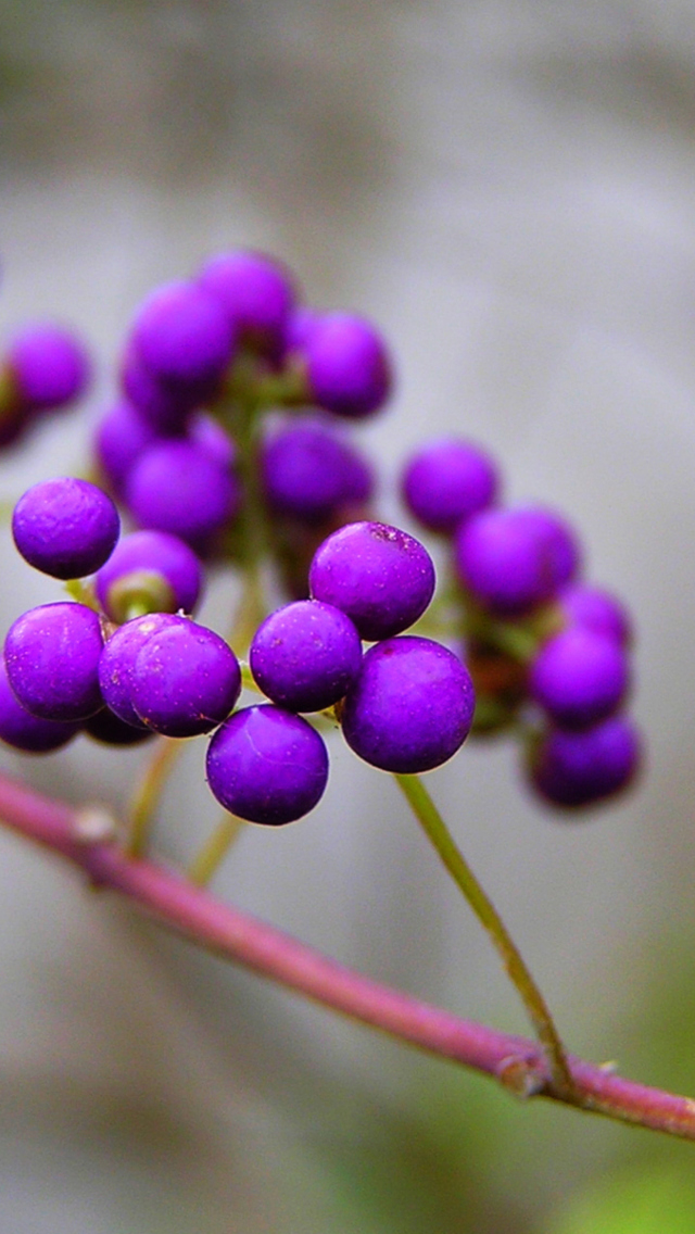 Sfondi Purple Berries 640x1136