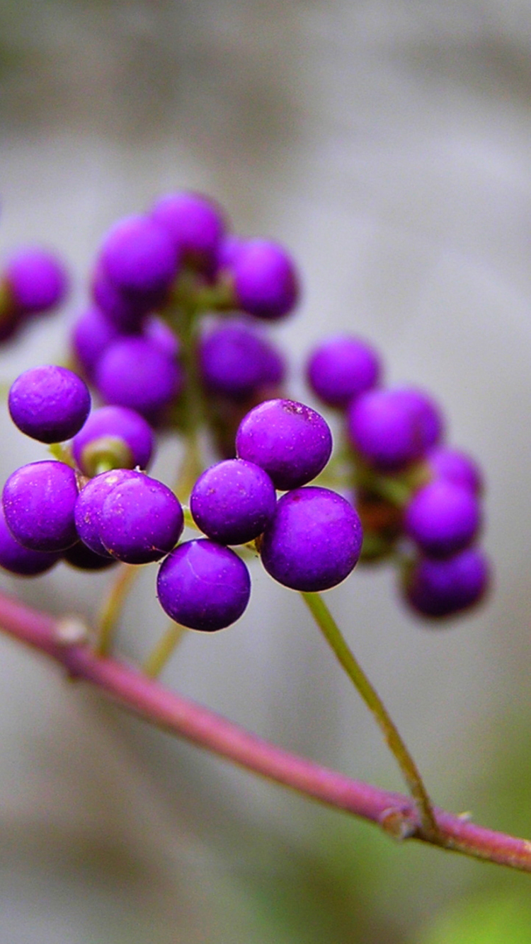 Purple Berries screenshot #1 750x1334