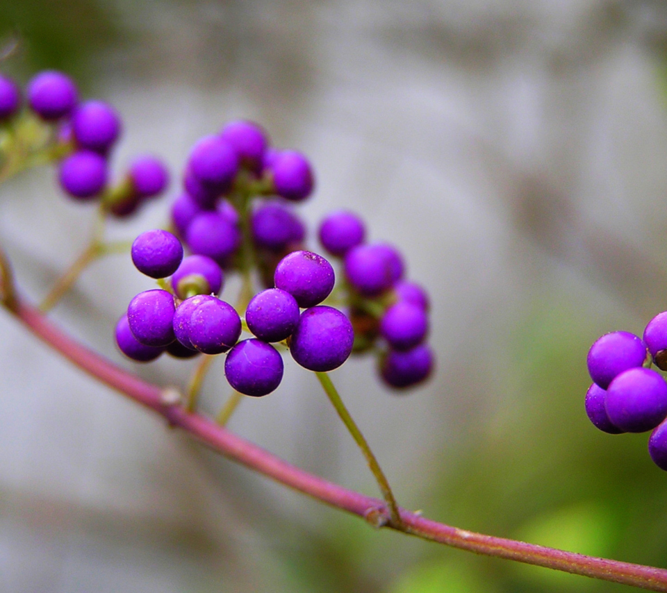 Sfondi Purple Berries 960x854