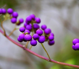 Purple Berries - Obrázkek zdarma pro 128x128