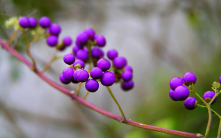 Purple Berries papel de parede para celular 