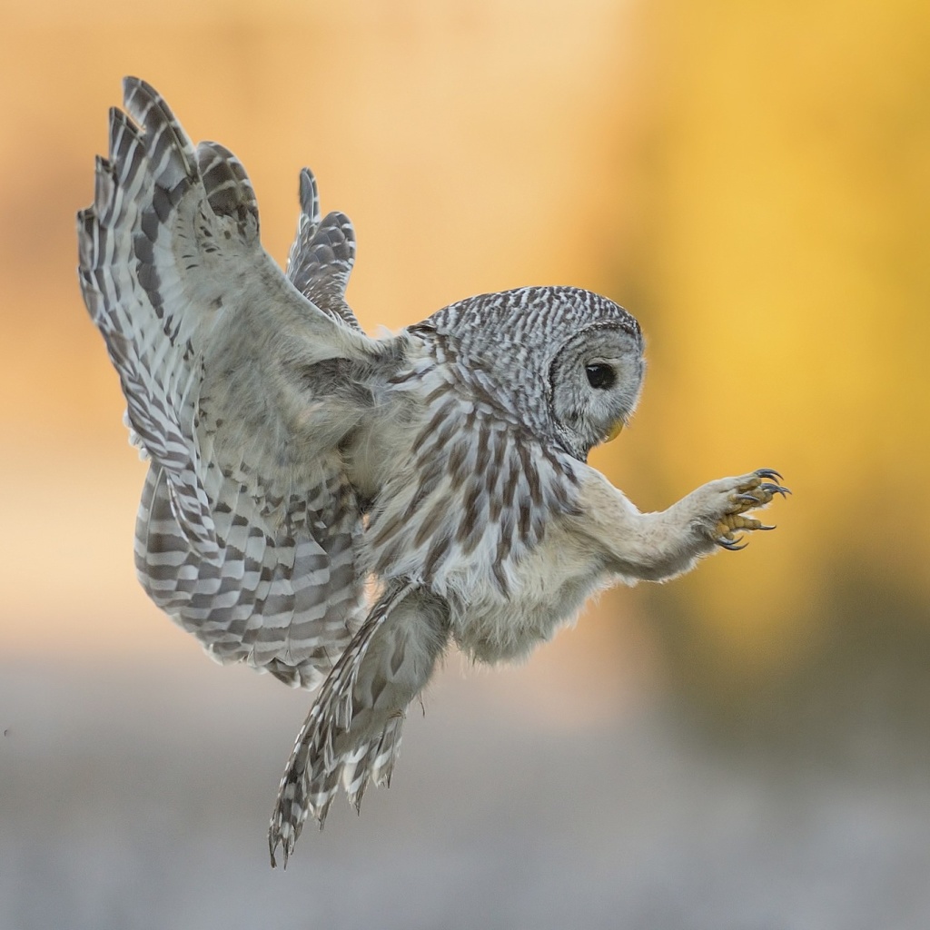 Das Snowy owl Wallpaper 1024x1024