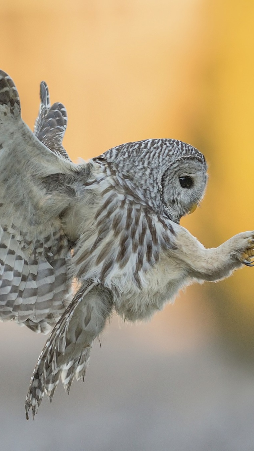 Fondo de pantalla Snowy owl 1080x1920