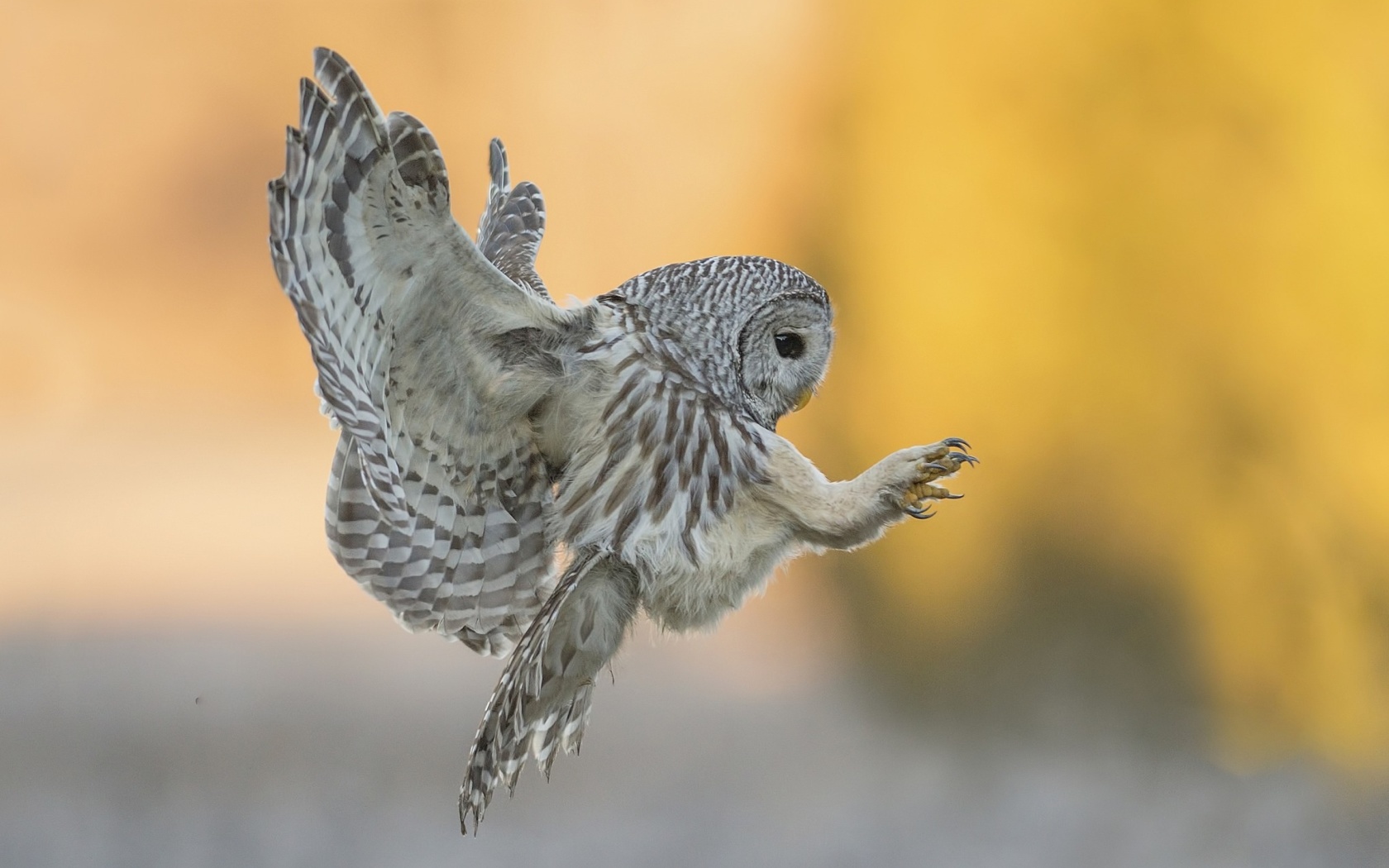 Fondo de pantalla Snowy owl 1680x1050